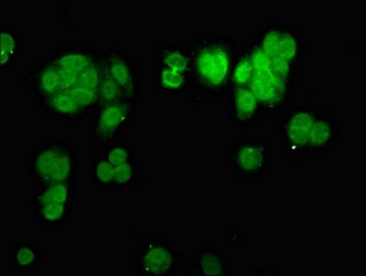 Immunocytochemistry/ Immunofluorescence - Anti-CHD1L antibody (AB237768)