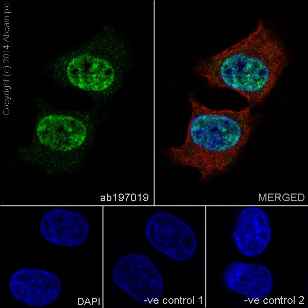 Immunocytochemistry/ Immunofluorescence - Anti-CHD1L antibody [EPR14515(2)] (AB197019), expandable thumbnail