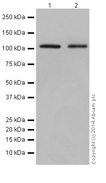 Western blot - Anti-CHD1L antibody [EPR14515(2)] (AB197019), expandable thumbnail