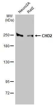 Western blot - Anti-CHD2 antibody [HL2066] (AB308222)