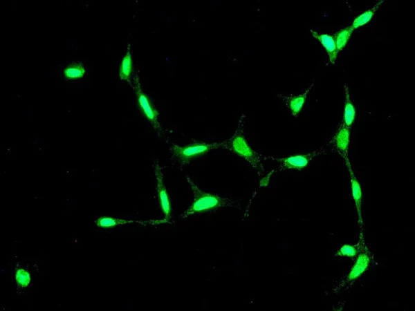 Immunocytochemistry/ Immunofluorescence - Anti-CHD3 antibody [EPNCIR110] (AB134125)