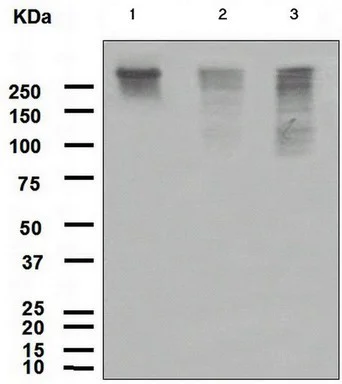 Western blot - Anti-CHD3 antibody [EPNCIR110] - BSA and Azide free (AB248690)