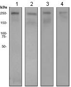 Western blot - Anti-CHD3 antibody [EPNCIR110A] (AB109195)