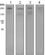 Western blot - Anti-CHD3 antibody [EPNCIR110A] (AB109195)