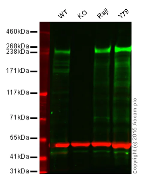 Western blot - Anti-CHD3 antibody [EPNCIR110A] - BSA and Azide free (AB240942)