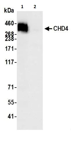 Immunoprecipitation - Anti-CHD4 antibody [BLR066G] (AB264417)