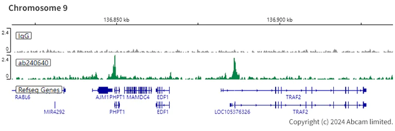 ChIC/CUT&RUN sequencing - Anti-CHD4 antibody [EPR22953-38] - ChIP Grade (AB240640)