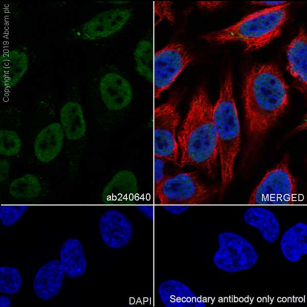 Immunocytochemistry/ Immunofluorescence - Anti-CHD4 antibody [EPR22953-38] - ChIP Grade (AB240640), expandable thumbnail