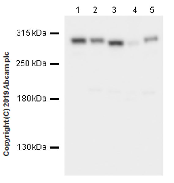 Western blot - Anti-CHD4 antibody [EPR22953-38] - ChIP Grade (AB240640), expandable thumbnail