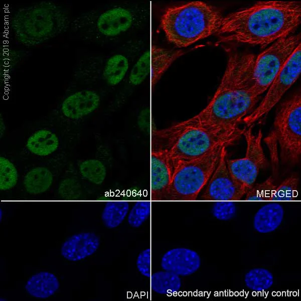 Immunocytochemistry/ Immunofluorescence - Anti-CHD4 antibody [EPR22953-38] - ChIP Grade - BSA and Azide free (AB263025)