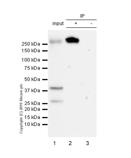 Immunoprecipitation - Anti-CHD4 antibody [EPR22953-38] - ChIP Grade - BSA and Azide free (AB263025)