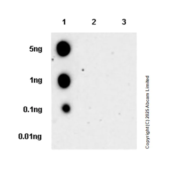 Dot Blot - Anti-CHD4 antibody [EPR29845-521] (AB324561)