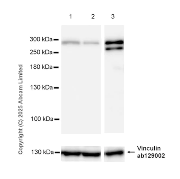 Western blot - Anti-CHD4 antibody [EPR29845-521] - BSA and Azide free (AB324570)