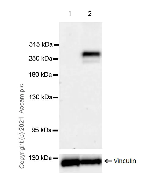 Western blot - Anti-CHD5 antibody [EPR23858-3] - BSA and Azide free (AB282591)