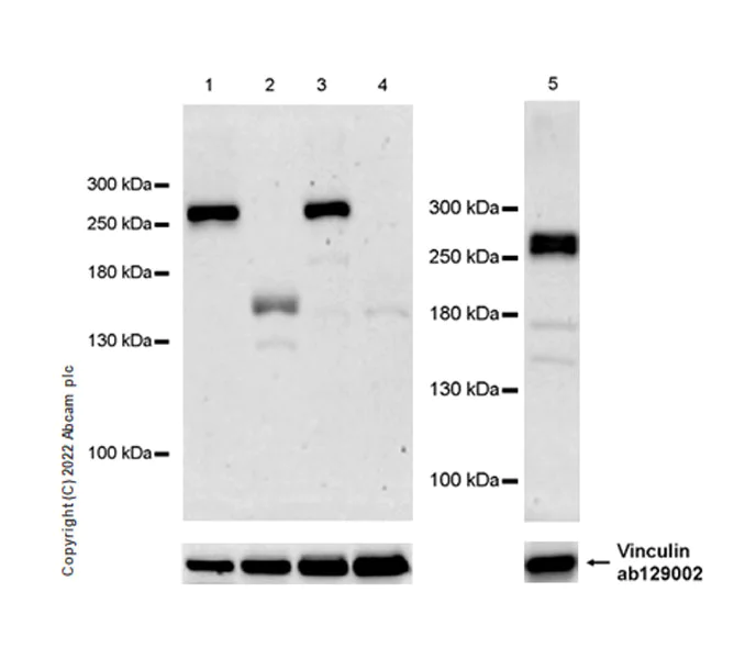 Western blot - Anti-CHD5 antibody [EPR27395-47] (AB307831)