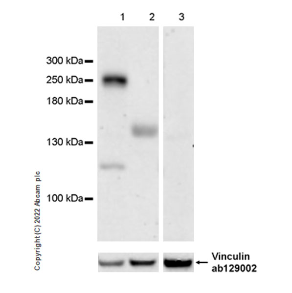 Western blot - Anti-CHD5 antibody [EPR27395-47] (AB307831), expandable thumbnail