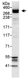 Immunoprecipitation - Anti-CHD6 antibody (AB114095), expandable thumbnail