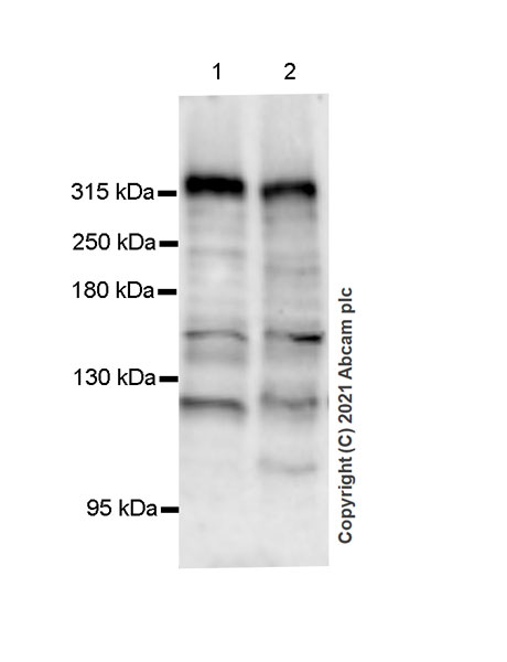 Western blot - Anti-CHD6 antibody [EPR23857-29] - BSA and Azide free (AB281836), expandable thumbnail