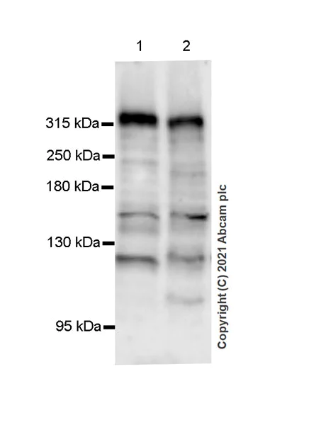 Western blot - Anti-CHD6 antibody [EPR23857-29] - BSA and Azide free (AB281836)