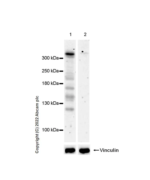 Western blot - Anti-CHD6 antibody [EPR26714-1] (AB302956)