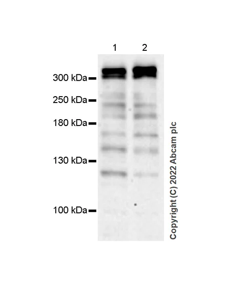 Western blot - Anti-CHD6 antibody [EPR26714-1] (AB302956)