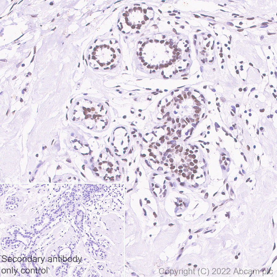 Immunohistochemistry - Anti-CHD6 antibody [EPR26714-1] - BSA and Azide free (AB302957)