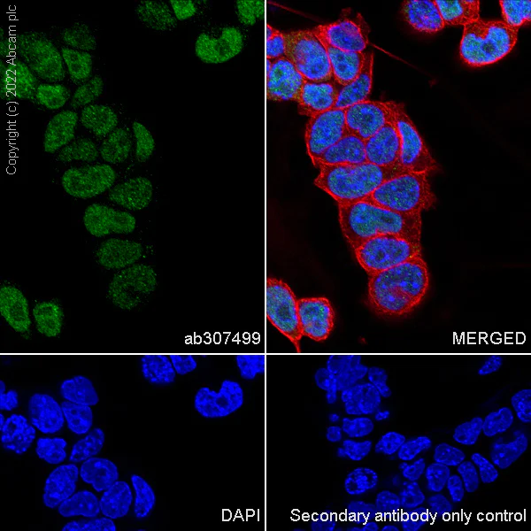 Immunocytochemistry/ Immunofluorescence - Anti-CHD7 antibody [EPR25355-7] (AB307499)