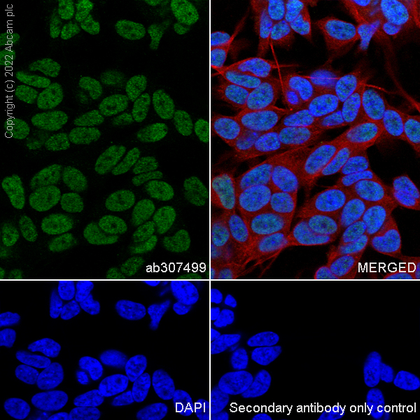 Immunocytochemistry/ Immunofluorescence - Anti-CHD7 antibody [EPR25355-7] (AB307499)