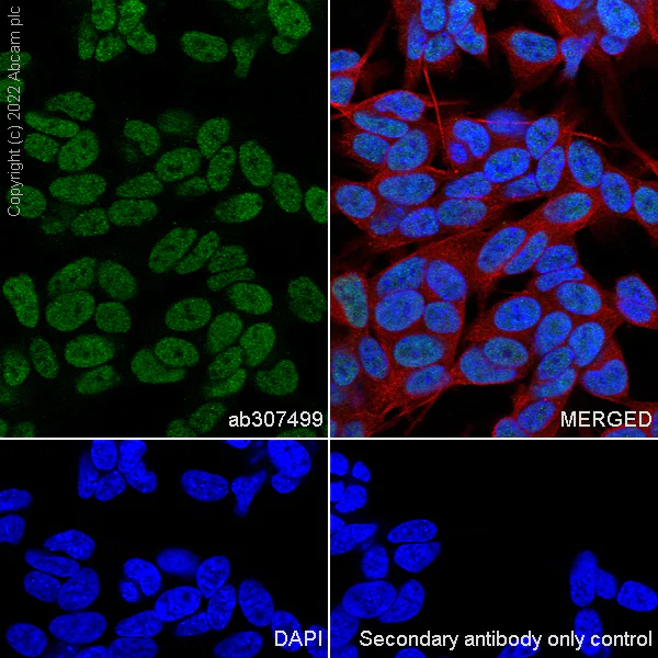 Immunocytochemistry/ Immunofluorescence - Anti-CHD7 antibody [EPR25355-7] (AB307499)