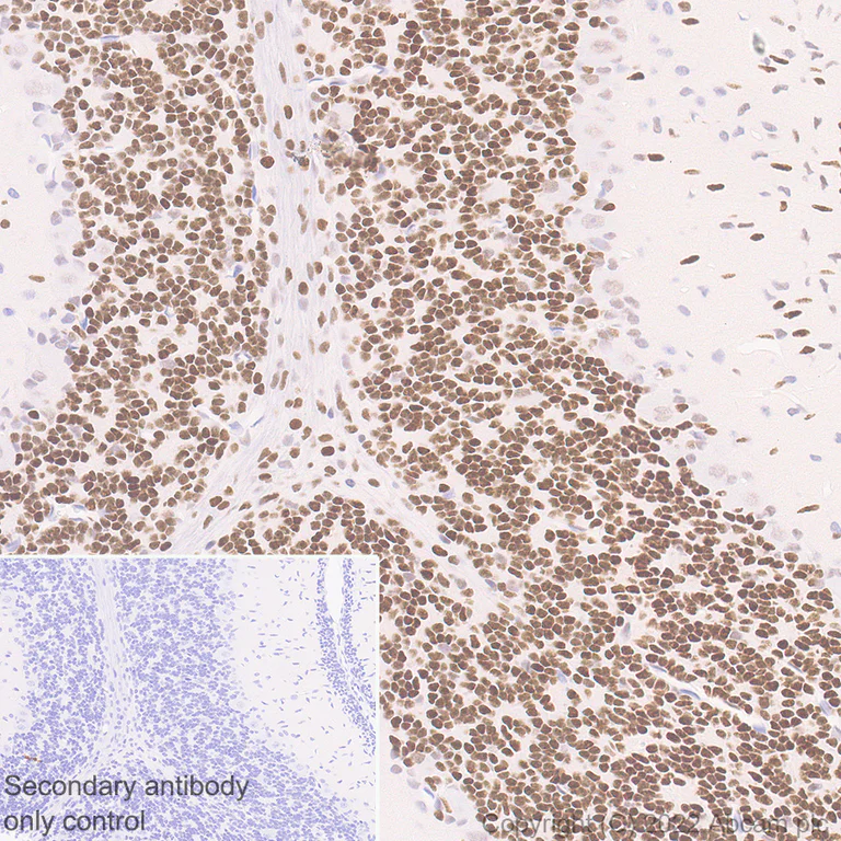 Immunohistochemistry (Formalin/PFA-fixed paraffin-embedded sections) - Anti-CHD7 antibody [EPR25355-7] (AB307499)