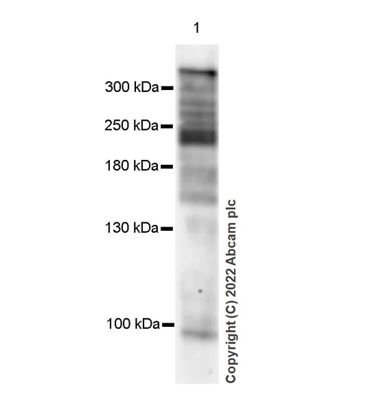 Western blot - Anti-CHD7 antibody [EPR25355-7] (AB307499)