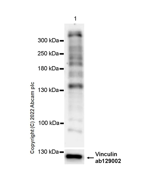 Western blot - Anti-CHD7 antibody [EPR25355-7] (AB307499)