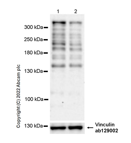Western blot - Anti-CHD7 antibody [EPR25355-7] (AB307499)