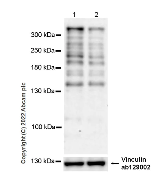 Western blot - Anti-Chd7 antibody [EPR25355-7] - BSA and Azide free (AB307500)