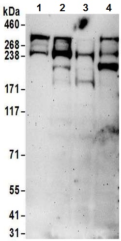 Western blot - Anti-CHD8 antibody (AB114126), expandable thumbnail
