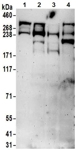 Western blot - Anti-CHD8 antibody (AB114126)