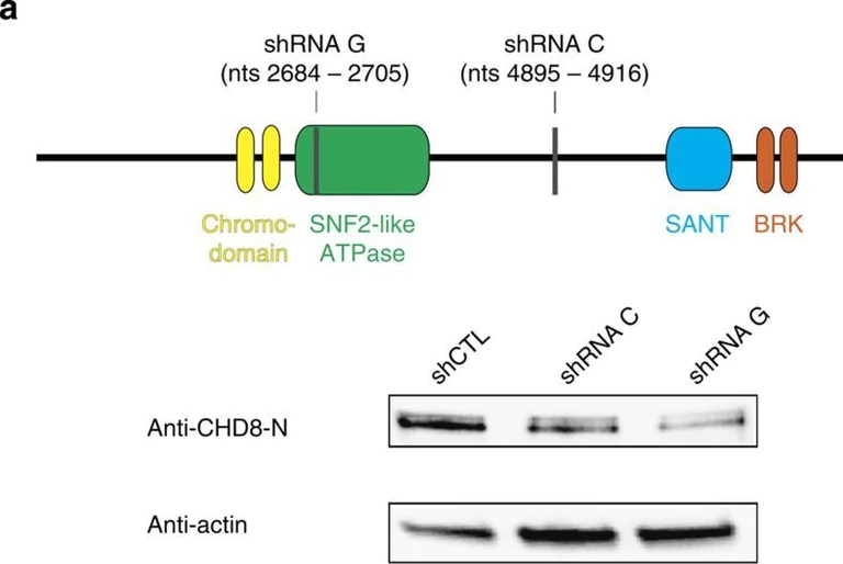 Western blot - Anti-CHD8 antibody (AB114126)