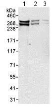 Western blot - Anti-CHD8 antibody (AB114126)