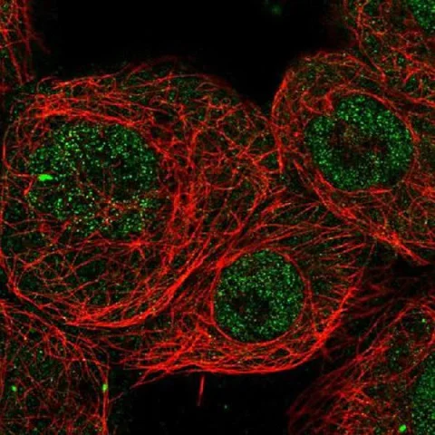 Immunocytochemistry/ Immunofluorescence - Anti-CHD8 antibody (AB220402)