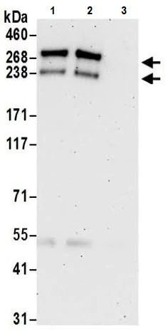Immunoprecipitation - Anti-CHD8 antibody (AB224830)