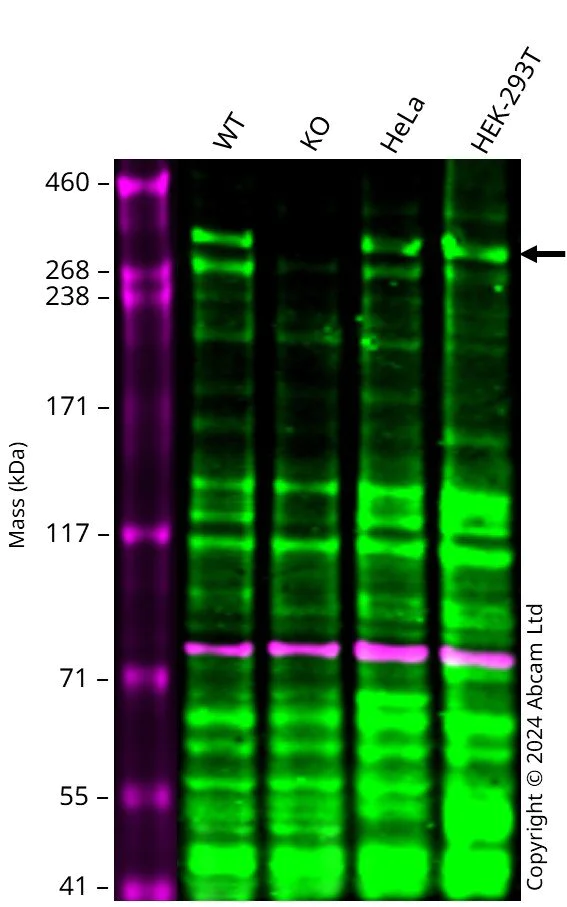 Western blot - Anti-CHD8 antibody (AB224830)