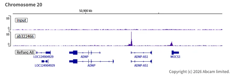 ChIP-sequencing - Anti-CHD8 antibody [EPR28099-126] - BSA and Azide free (AB324838)