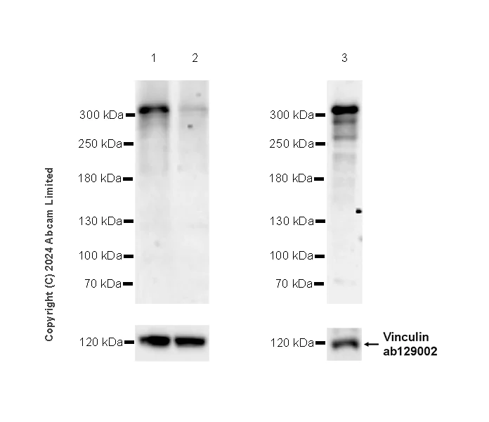 Western blot - Anti-CHD8 antibody [EPR28099-126] - BSA and Azide free (AB324838)