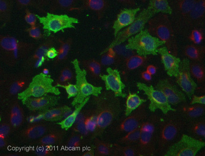 Immunocytochemistry/ Immunofluorescence - Anti-Chemerin antibody (AB72965)