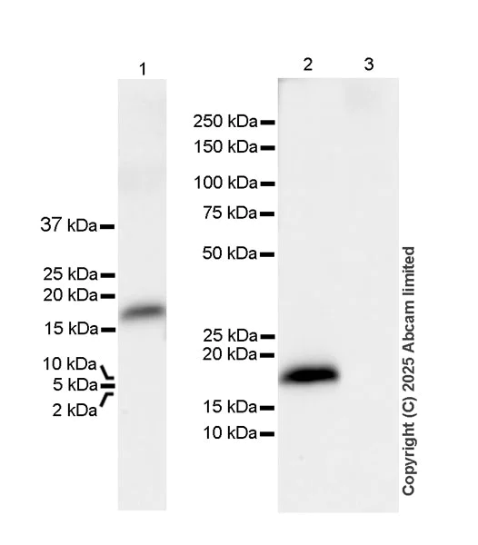 Western blot - Anti-Chemerin antibody [EPR29327-18R] (AB325428)