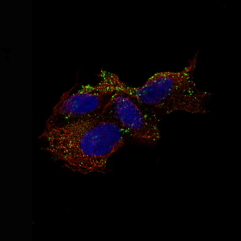 Immunocytochemistry/ Immunofluorescence - Anti-CHGB Antibody [CL11404] (AB327134)