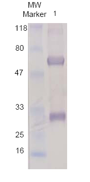 Chicken Anti-Goat IgG H&L