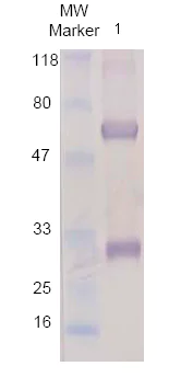 Western blot - Chicken Anti-Goat IgG H&L (AB86245)