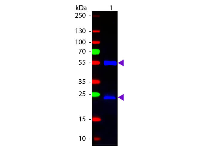 Western blot - Chicken Anti-Mouse IgG H&L (FITC) (AB6810), expandable thumbnail