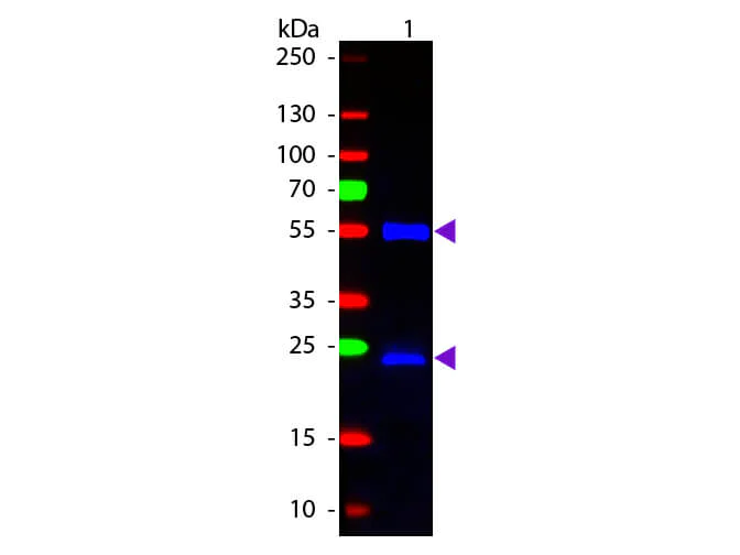 Western blot - Chicken Anti-Mouse IgG H&L (FITC) (AB6810)